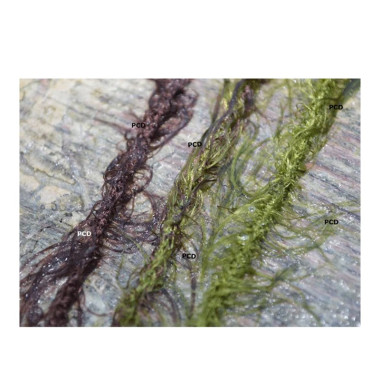 Tresse Prowess Weedlook Leader Line Elitech Camou 5M 45LBS