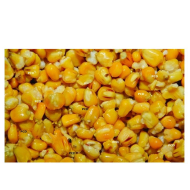 Graines Préparées Dynamite Baits Maïs 700G